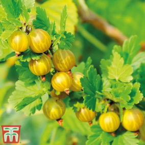 Gooseberry (Ribes uva-crispa) Giggles Gold 9cm Potted Plantted Plant x 2