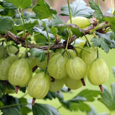 画材 Gooseberry 81elQ0SGJSL._AC_SY200_QL15_.jpg