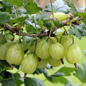 Gooseberry (Ribes uva-crispa) Giggles Green 9cm Potted Plantted Plant x 2