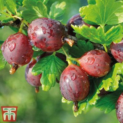 Gooseberry (Ribes uva-crispa) Giggles Red 9cm Potted Plantted Plant x 1