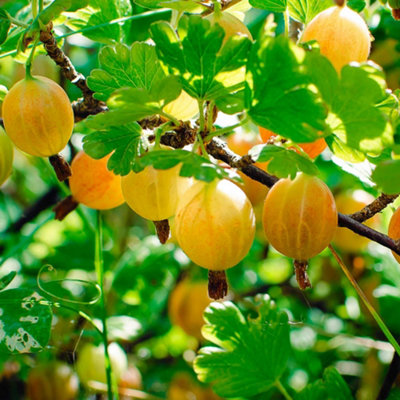 Gooseberry Fruit & Vegetable Plants and Plants, Seeds