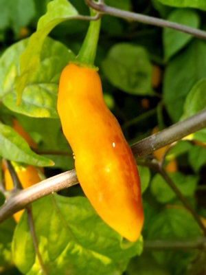 Goronong x PDN Yellow Chilli Seeds - 10 Fresh Seeds