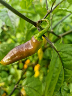 Goronong x PDN Yellow Chilli Seeds - 10 Fresh Seeds