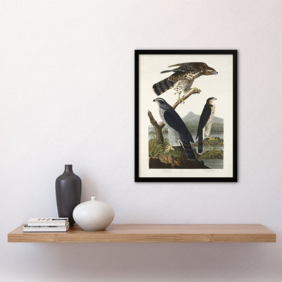 Goshawk and Stanley Hawk Audubon Nature Framed Wall Art Print 12X16"