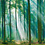 Grandeco Biophilic Photographic Sunlight Through Trees 3 lane repeatable mural 2.8 x 1.59m