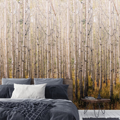 Grandeco Photographic Autumn Birch Trees 3 lane repeatable Textured Mural, 1.59 x 2.8m