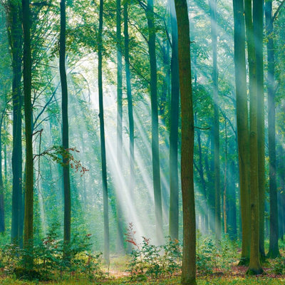 Grandeco Photographic Forest Sunlight Through Trees 3 panel repeatable mural 1.59 x 2.8m
