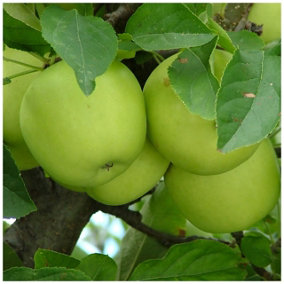 Granny Smith Apple Tree 3-4ft In 6L Pot Ready to fruit,Self-Fertile 3FATPIGS