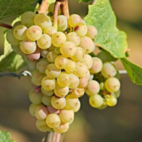 Grape Centennial Seedless Fruit Vine Vitis Vinifera Shrub Plant 3L Pot 60cm