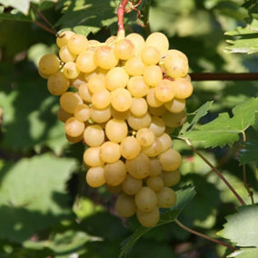 Grape Chasselas Blanc Fruit Bush Vitis Vinifera Fruiting Vine Plant 3L Pot