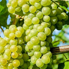 Grape Exalta Fruit Bush Vitis Vinifera Fruiting Shrub Vine Plant 3L Pot 60cm