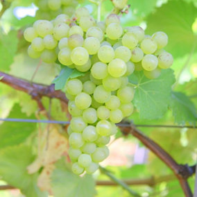 Grape Grape Vine Chardonnay White Wine Fruit Vitis Vinifera Plant 2L Pot 60cm