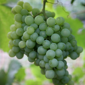 Grape Vine Pinot Blanc White Wine Fruit Bush Vitis Vinifera Plant 3L Pot 60cm