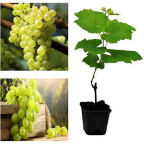 Grape Vitis Bianca - Ready to Plant in 9cm Pot - for UK Climates Grape Vine