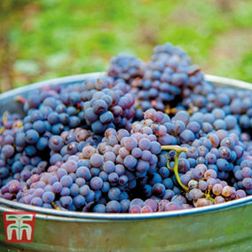 Grape (Vitis) Cabernet Sauvignon 3 Litre Potted Plant x 1