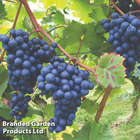 Grape (Vitis) Dornfelder 4.5L Potted Plant x 1