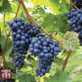 Grape (Vitis) Dornfelder/Boksoop Glory 2 Litre Potted Plant x 1