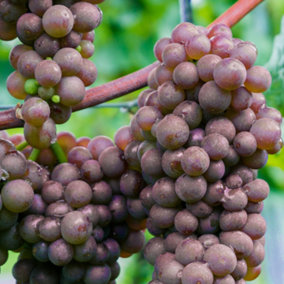 Grape Vitis Generosa - Outdoor Fruit Plant, Ideal for UK Gardens, Compact Size (20-30cm Height Including Pot)