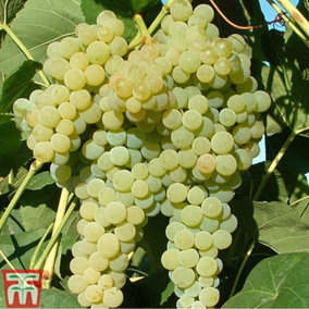 Grape (Vitis) Lakemont 3 Litre Potted Plant x 1
