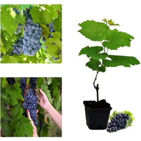 Grape Vitis Plant Boskoop Glory - High Yielding Dessert Grape - for UK Climates