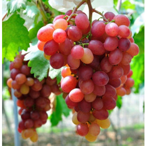 Grape Vitis Plant 'Queen of Esther'- High Yielding Vitis Grape - UK Climates
