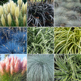 Grass Plant Mix - Beautiful Collection of Outdoor Plants, Ideal for UK Gardens, 9cm Pots (5 Pack)