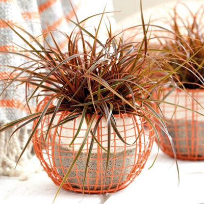 Grass Uncinia Ever Flame 9cm Potted Plant x 2 | DIY at B&Q