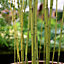 Green Bamboo Phyllostachys Bissetii Outdoor Plant 1.6m - 1.8m Tall 5 Litre Pot
