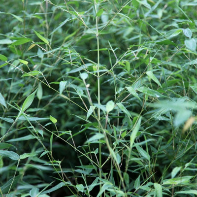 Green Bamboo Phyllostachys Bissetii Outdoor Plant 1.6m - 1.8m Tall 5 Litre Pot
