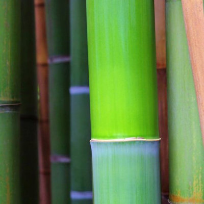 Green Bamboo Phyllostachys Bissetii Outdoor Plant 1.6m - 1.8m Tall 5 Litre Pot - 3