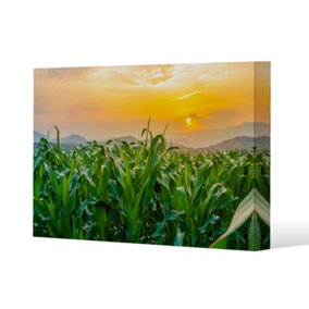 green corn field in agricultural garden and light shines sunset (Canvas Print) / 114 x 77 x 4cm