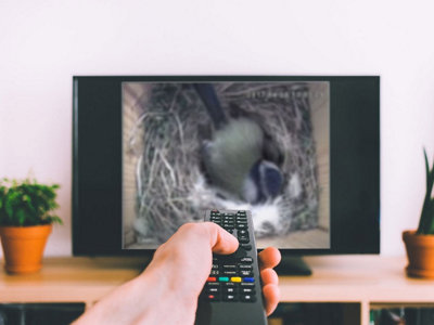 Green Feathers Wired Connection 1080p HD Camera and Small Wooden Bird Box Starter Pack - 4