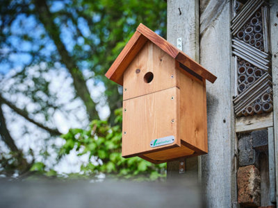 Green Feathers Wireless Transmission Camera and Small Wooden Bird Box Starter Pack - 9
