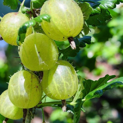 Green Gooseberry Fruit Bush in 9cm Pot - Ribes Uva Crispa Hinnonmäki ...