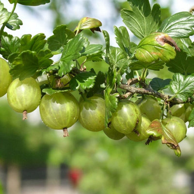 Green Gooseberry Fruit Bush in 9cm Pot - Ribes Uva Crispa Hinnonmäki ...