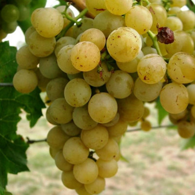 Green Grape Plant - Grow Your Own Fruit Plant, Ideal for Keen Gardeners (20-30cm Height Including Pot)
