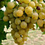 Green Grape Vitis vinifera - Outdoor Fruit Plant, Ideal for UK Gardens, Compact Size (20-30cm Height Including Pot)
