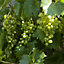 Green Grape Vitis vinifera - Outdoor Fruit Plant, Ideal for UK Gardens, Compact Size (20-30cm Height Including Pot)