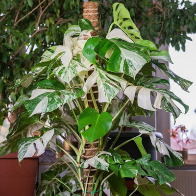 Green Haven Plant Support 16" 4 Pack Moss Poles for Monstera Extendable  Coco Coir Climbing Plant