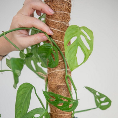 Green Haven Plant Support 16" 4 Pack Moss Poles for Monstera Extendable  Coco Coir Climbing Plant