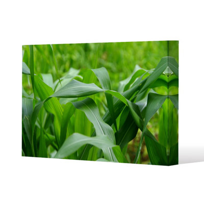 Green Leaves corn fields as background (Canvas Print) / 127 x 101 x 4cm
