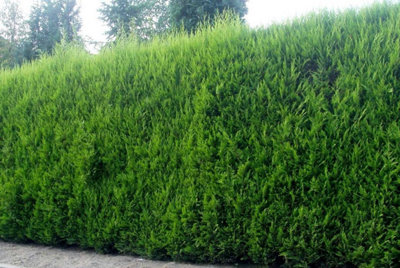 Green Leylandii Cupressocyparis Leylandii Hedging Trees 6ft Pallet of 10 Supplied in 10 Litre Pots