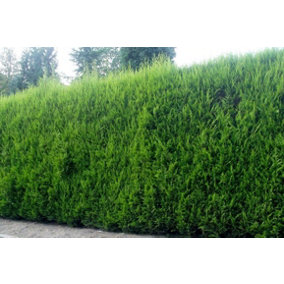 Green Leylandii Cupressocyparis Leylandii Hedging Trees 6ft Pallet of 10 Supplied in 10 Litre Pots