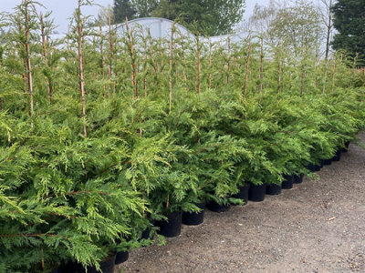 Green Leylandii Cupressocyparis Leylandii Instant Hedging Trees 6-7ft Pallet of 10 Supplied in 10 Litre Pots