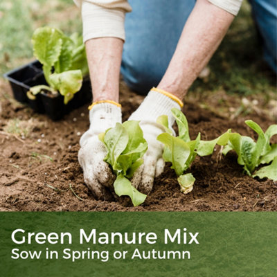 Green Manure Seeds UK - Use All Year - Fast Growing - Suppress Weeds - Improves Soil - Grass Seed Mustard, Raddish and Phacelia