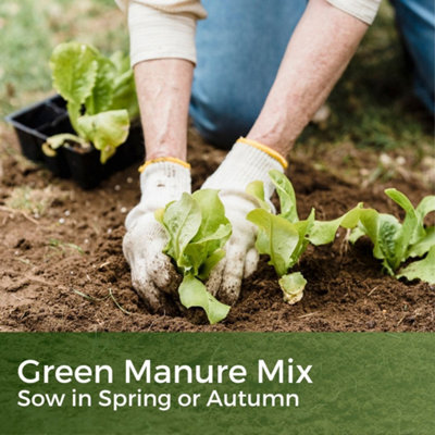Green Manure Year Round Mix 150g