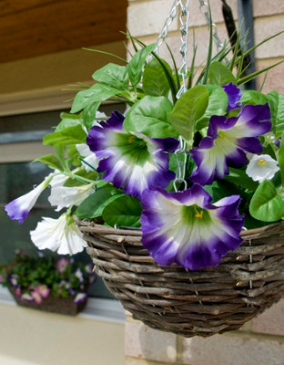 GreenBrokers 2 x Artificial Dark Purple & White Petunias Rattan Hanging Baskets (52cm/20in)