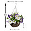GreenBrokers 2 x Purple & White Petunias Hanging Baskets