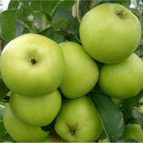 Greensleeves Apple Tree 3-4ft, in a 6L Pot, Self-Fertile,Sweet,Crisp & Juicy 3FATPIGS