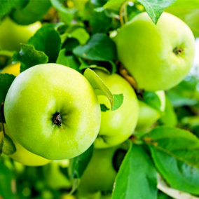 Grenadier' Self-Fertile Apple Tree 3-4ft Tall in 6L Pot, Ready to Fruit, Brilliant For Cooking 3FATPIGS
